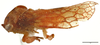 Habitus, lateral view on Euwalkeria rubrica Albertson, 2005: (Observation).