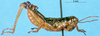 CollectionObject 1505169; c0fcdb8c-91d9-4d01-bf58-54d5ff32ea0d: male, lateral view (paratype). (CollectionObject).