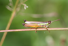 FieldOccurrence 146; 61643c28-dafd-4025-b15b-6d1605a9901e; Kenya
Kakamega forest W, 2011/11/??: male, lateral view. (FieldOccurrence).
