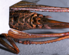 CollectionObject 1516155; b500d6db-ceed-4b6a-a5d3-5136e8d11258: female subgenital plate (holotype). (CollectionObject).