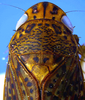 Head on Coarctana rana (DeLong & Wolda, 1982): Male [DZRJ]: head, pronotum and mesonotum, dorsal view. (Observation).