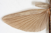 CollectionObject 1559830; NMW 233, 55a72bb1-ca7b-4d5d-a980-465311a8a6ab: copyright, NMW Vienna. female wings (lectotype). (CollectionObject).