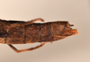 CollectionObject 1562151; 839707dd-c54e-4102-8fea-df0ef587d043: copyright UMO. female: end of abdomen, lateral view (holotype). (CollectionObject).