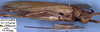 CollectionObject 1517134; 7783a68b-727d-48af-a64f-b2a3482339fd: male, lateral view (holotype). (CollectionObject).