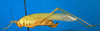 CollectionObject 1502642; 775956ad-b62b-4a0e-b741-88a8ddb2beee: female, lateral view (syntype of Cestromoecha mundamensis). (CollectionObject).