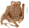 CollectionObject 1577270; OUM 725 3/3, b5cd880f-5bc2-4a5a-952b-895086bbb848: female, frontal view (paralectotype). (CollectionObject).