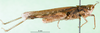 CollectionObject 1501347; fd2077f3-6e2f-4ef0-9651-142fbd3c5191: male, lateral view (holotype of Gymnobothrus houyi). (CollectionObject).