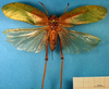 CollectionObject 1500714; 8e224ad7-26df-410c-ad88-0484a6231b55: female, dorsal view (holotype). (CollectionObject).