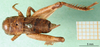 CollectionObject 1502633; 08f2ef17-94d4-4cc8-b7a0-304c62bd73a5: male nymph (syntype of Gryllus diadematus). (CollectionObject).