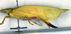 CollectionObject 1501719; aab67b29-9c87-4d27-9200-d6076d456442, DORSA BTlioaduS02: female, lateral view (syntype). (CollectionObject).