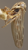 Habitus, lateral view: !! display not done !! on Agalliopsis (Agallaria) minor Oman, 1933: Lateral. (Observation).