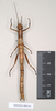 CollectionObject 1558242; 14cb91d8-5b02-48a2-9e8d-2415d0c71000: copyright Natural History Museum, London. female (holotype). (CollectionObject).