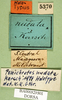 CollectionObject 1500939; 93cfcbae-f634-4471-9049-4fb18b65ca0e: labels (holotype). (CollectionObject).