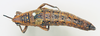 CollectionObject 1518428; 749dd8bb-ef96-48d5-9704-aa55a80715fa: female, dorsal view (holotype). (CollectionObject).