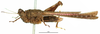 CollectionObject 1583399; 337eebf6-6225-4ef7-9518-d97c46528136: female, lateral view (allotype of Probolotettix exilis). (CollectionObject).