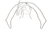 Ateliacris annulicornis annulicornis (Bruner, 1908): Fig. 19. bursa copulatrix. (Otu).