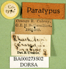 CollectionObject 1565554; 9685f0cb-24f9-4155-8a6b-01ee48b109f9: labels (paratype of Rhachitopis ceraseus). (CollectionObject).