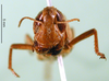 CollectionObject 1501372; 91457f59-dadf-4b7e-be6a-da1f8f6afe49: female, frontal view (lectotype of Tristria suturalis). (CollectionObject).