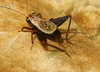 Microlerneca leticia Mello, 1995: male (from type locality). (Otu).