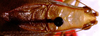 Arota panamae (Hebard, 1927): male, dorsal view (paratype MCZ). (Otu).
