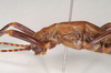 CollectionObject 1557257; NHMUK(SF IMPORT DUPLICATE) 845250, 7e2ad631-ffb0-4ae4-b2f3-96a52c583658: copyright Natural History Museum, London. male: head and thorax, lateral view (holotype). (CollectionObject).