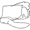 Pygofer, lateral view on Dikrella (Dikrella) duplica Ruppel & DeLong, 1953: Genital capsule, lateral view. (Observation).