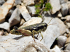 CollectionObject 1591388; cfd41b82-f6ec-4134-a51b-10690df1e23f: female (North Macedonia: Shar Mts, Ljuboten peak). (CollectionObject).