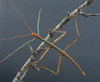Megaphasma denticrus (Stål, 1875): copyright T. Maginnis. male. (Otu).