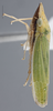 Habitus, lateral view on Draeculacephala soluta Gibson, 1919: Lateral. (Observation).