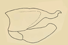Male genital capsule, lateral view on Chinaia bella Bruner & Metcalf, 1934: Male specimen: pygofer, valve and subgenital plate, lateral view. (Observation).