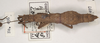 CollectionObject 1561574; 74591740-6a35-4808-a3b7-af4bc2cbcc59: copyright UMO. female of Acanthoderus gravidus (holotype). (CollectionObject).