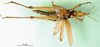 CollectionObject 1501071; 693e78cf-de1b-4a32-8ab8-e4c6d00416ea: male, ventral view (holotype). (CollectionObject).