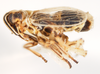 Habitus, lateral view on Nothodelphax foveatus (Van Duzee, 1897): (Observation).