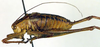 CollectionObject 1502420; aa01e240-8036-4338-a7ff-e262c2fca78b: male, lateral view (paratype). (CollectionObject).