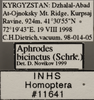 Other: !! display not done !! on Aphrodes bicincta (Schrank, 1776): Labels - Adult from Kyrgyzstan. (Observation).
