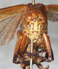 CollectionObject 1566594; NMW 8025, d4122cdb-8f54-45ab-bb7d-3b56e54e0f1a: female, frontal view. (CollectionObject).