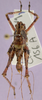 CollectionObject 1575951; 521de202-1aa9-4a39-b0ba-328c312c2c42, cbt039s01: male, dorsal view (paratype). (CollectionObject).