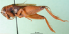 CollectionObject 1502225; 76dad2bf-6ae6-433a-a675-afd76efdc0ca: male, lateral view. (CollectionObject).