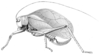 Corycoides jurinei (Saussure, 1862): Pl. XXX, Fig. 1 B. female habitus (pronotum length 10 mm, tegmina 37 mm, hind femora 25 mm, ovipositor 16 mm). (Otu).