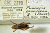 CollectionObject 1498699; 030eafed-5045-4cf5-b2b3-b3cec72c93da: male with labels. (CollectionObject).