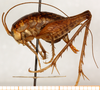 CollectionObject 1499659; cfe7ed49-087e-44b3-a47f-6568e07ca525: female, lateral view (allotype). (CollectionObject).