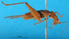 CollectionObject 1500932; 72ec0272-1264-4194-9a5e-18ebb7051afc, DORSA BG00014S01: male, lateral view (holotype). (CollectionObject).