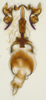 Aedeagus, ventral view: !! display not done !! on Scaphytopius elegans (Van Duzee, 1890): Ohio State U. (Observation).