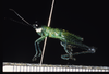Chiriquacris quadrimaculata Rowell & Bentos-Pereira, 2005: male, lateral view. (Otu).