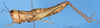 CollectionObject 1537591; cf956209-e84a-4616-9030-156ad8935b01: female, lateral view (holotype). (CollectionObject).