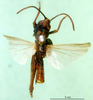 CollectionObject 1501483; 0f9465b1-cf03-4bf7-8ea4-725b1b782708, DORSA BA000371S01: male, dorsal view (holotype). (CollectionObject).
