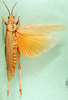 CollectionObject 1501886; 975feac0-296a-45ca-892d-2ffaeaa5ff05: female, dorsal view (paralectotype). (CollectionObject).