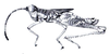 Sclerophilacris corticola Descamps, 1976: Fig. 44. male, habitus. (Otu).