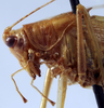 CollectionObject 1539686; c2cc1c12-20a9-4aa4-8eb0-8447fab0df9c, MNHN-EO-ENSIF658: male pronotum lateral (holotype of Amytta angulata). (CollectionObject).