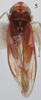 Habitus, dorsal view on Arboridia (Arboridia) sexprocessa Song, Li & Dietrich, 2016: Habitus, dorsal view. (Observation).